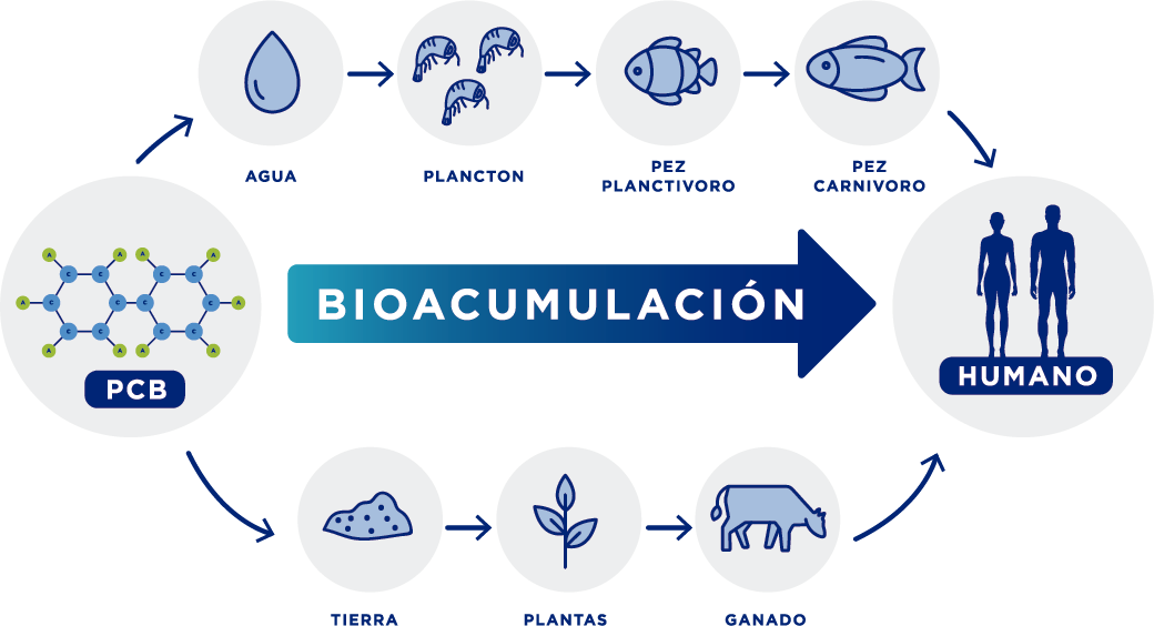 bioacumulacion